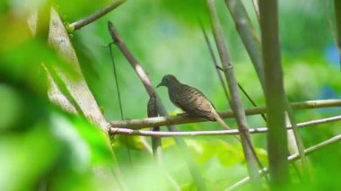 Endonezya 'da güzel bir sabah manzarası, dağ sıraları ve açık gökyüzü olan pirinç tarlalarının panoramik manzarası
