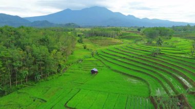Endonezya 'da güzel bir sabah manzarası, dağ sıraları ve açık gökyüzü olan pirinç tarlalarının panoramik manzarası