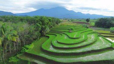 Endonezya 'da güzel bir sabah manzarası, dağ sıraları ve açık gökyüzü olan pirinç tarlalarının panoramik manzarası