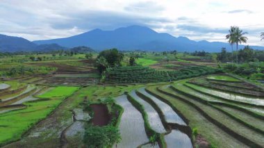 Endonezya 'da güzel bir sabah manzarası, dağ sıraları ve açık gökyüzü olan pirinç tarlalarının panoramik manzarası