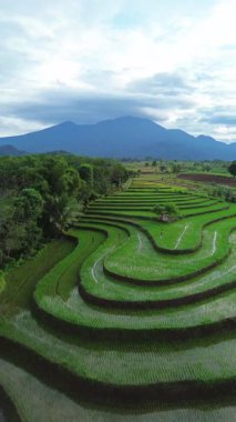 Endonezya 'da güzel bir sabah manzarası, dağ sıraları ve açık gökyüzü olan pirinç tarlalarının panoramik manzarası