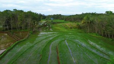 Endonezya 'da güzel bir sabah manzarası, dağ sıraları ve açık gökyüzü olan pirinç tarlalarının panoramik manzarası