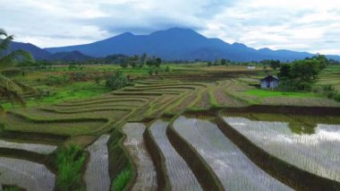 Endonezya 'da güzel bir sabah manzarası, dağ sıraları ve açık gökyüzü olan pirinç tarlalarının panoramik manzarası