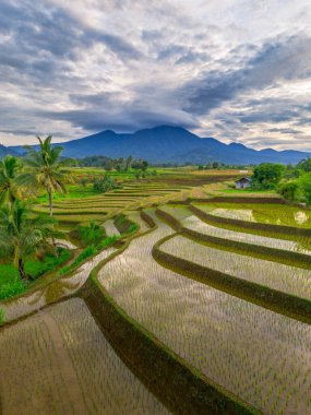 Endonezya 'da güzel bir sabah manzarası, dağ sıraları ve açık gökyüzü olan pirinç tarlalarının panoramik manzarası