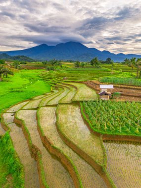 Endonezya 'da güzel bir sabah manzarası, dağ sıraları ve açık gökyüzü olan pirinç tarlalarının panoramik manzarası