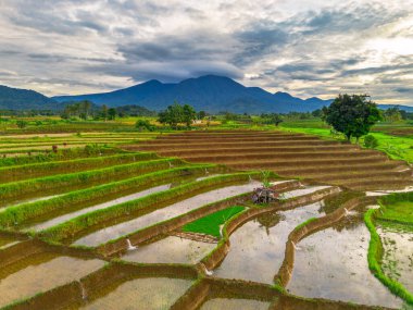 Endonezya 'da güzel bir sabah manzarası, dağ sıraları ve açık gökyüzü olan pirinç tarlalarının panoramik manzarası