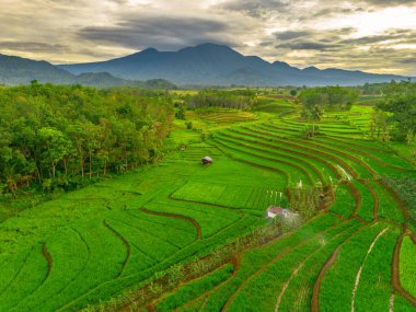 Endonezya 'da güzel bir sabah manzarası, dağ sıraları ve açık gökyüzü olan pirinç tarlalarının panoramik manzarası