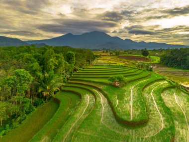 Endonezya 'da güzel bir sabah manzarası, dağ sıraları ve açık gökyüzü olan pirinç tarlalarının panoramik manzarası