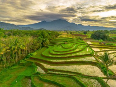 Endonezya 'da güzel bir sabah manzarası, dağ sıraları ve açık gökyüzü olan pirinç tarlalarının panoramik manzarası