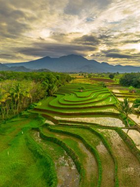 Endonezya 'da güzel bir sabah manzarası, dağ sıraları ve açık gökyüzü olan pirinç tarlalarının panoramik manzarası