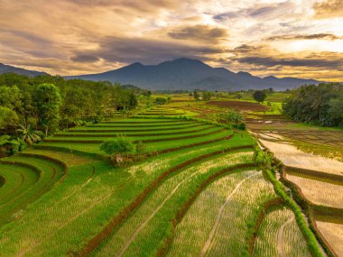Endonezya 'da güzel bir sabah manzarası, dağ sıraları ve açık gökyüzü olan pirinç tarlalarının panoramik manzarası