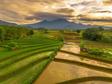 Endonezya 'da güzel bir sabah manzarası, dağ sıraları ve açık gökyüzü olan pirinç tarlalarının panoramik manzarası