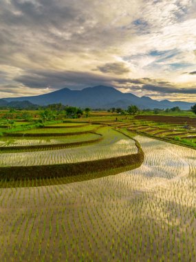 Endonezya 'da güzel bir sabah manzarası, dağ sıraları ve açık gökyüzü olan pirinç tarlalarının panoramik manzarası