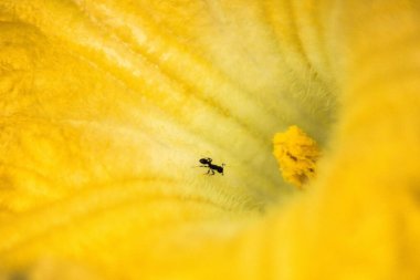 Endonezya 'da güzel bir sabah manzarası, dağ sıraları ve açık gökyüzü olan pirinç tarlalarının panoramik manzarası