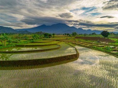 Endonezya 'da güzel bir sabah manzarası, dağ sıraları ve açık gökyüzü olan pirinç tarlalarının panoramik manzarası