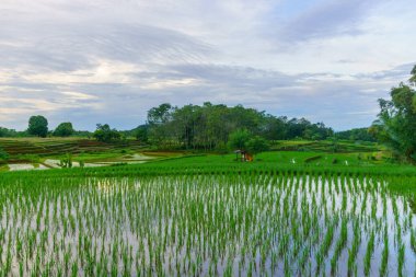 Endonezya 'da güzel bir sabah manzarası, dağ sıraları ve açık gökyüzü olan pirinç tarlalarının panoramik manzarası