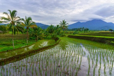 Endonezya 'da güzel bir sabah manzarası, dağ sıraları ve açık gökyüzü olan pirinç tarlalarının panoramik manzarası