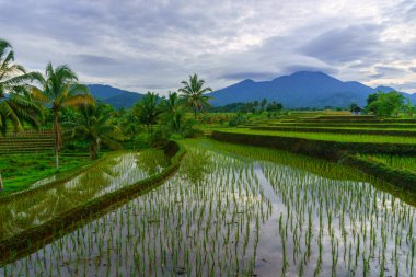 Endonezya 'da güzel bir sabah manzarası, dağ sıraları ve açık gökyüzü olan pirinç tarlalarının panoramik manzarası