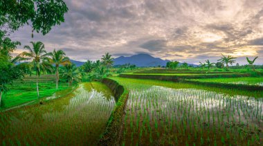 Endonezya 'da güzel bir sabah manzarası, dağ sıraları ve açık gökyüzü olan pirinç tarlalarının panoramik manzarası