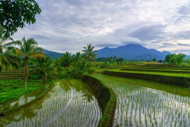Endonezya 'da güzel bir sabah manzarası, dağ sıraları ve açık gökyüzü olan pirinç tarlalarının panoramik manzarası