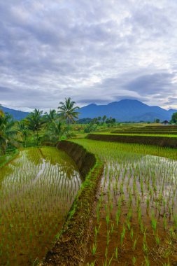 Endonezya 'da güzel bir sabah manzarası, dağ sıraları ve açık gökyüzü olan pirinç tarlalarının panoramik manzarası