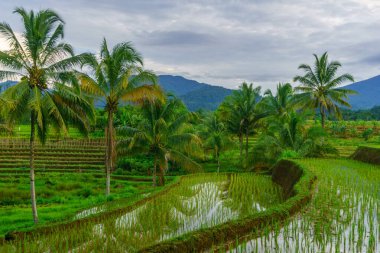 Endonezya 'da güzel bir sabah manzarası, dağ sıraları ve açık gökyüzü olan pirinç tarlalarının panoramik manzarası