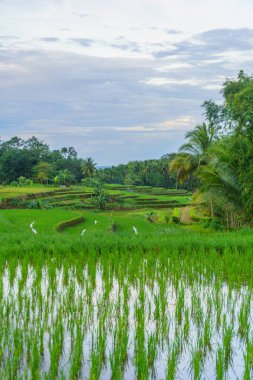 Endonezya 'da güzel bir sabah manzarası, dağ sıraları ve açık gökyüzü olan pirinç tarlalarının panoramik manzarası
