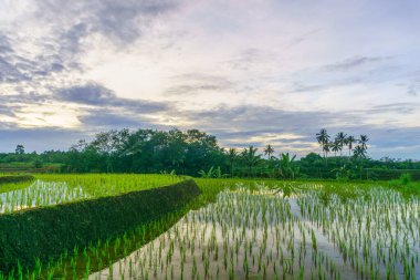 Endonezya 'da güzel bir sabah manzarası, dağ sıraları ve açık gökyüzü olan pirinç tarlalarının panoramik manzarası