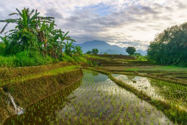 Endonezya 'da güzel bir sabah manzarası, dağ sıraları ve açık gökyüzü olan pirinç tarlalarının panoramik manzarası