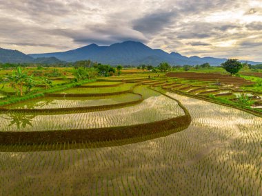 Endonezya 'da güzel bir sabah manzarası, dağ sıraları ve açık gökyüzü olan pirinç tarlalarının panoramik manzarası