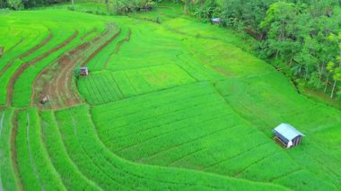 Endonezya 'da güzel bir sabah manzarası, dağ sıraları ve açık gökyüzü olan pirinç tarlalarının panoramik manzarası