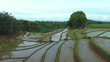 Endonezya 'da güzel bir sabah manzarası, dağ sıraları ve açık gökyüzü olan pirinç tarlalarının panoramik manzarası