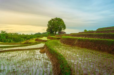 Endonezya 'da güzel bir sabah manzarası, dağ sıraları ve açık gökyüzü olan pirinç tarlalarının panoramik manzarası