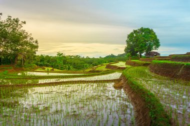 Endonezya 'da güzel bir sabah manzarası, dağ sıraları ve açık gökyüzü olan pirinç tarlalarının panoramik manzarası