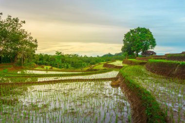 Endonezya 'da güzel bir sabah manzarası, dağ sıraları ve açık gökyüzü olan pirinç tarlalarının panoramik manzarası