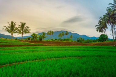 Endonezya 'da güzel bir sabah manzarası, dağ sıraları ve açık gökyüzü olan pirinç tarlalarının panoramik manzarası