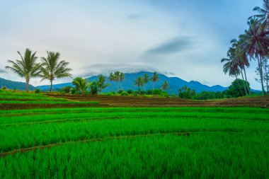 Endonezya 'da güzel bir sabah manzarası, dağ sıraları ve açık gökyüzü olan pirinç tarlalarının panoramik manzarası