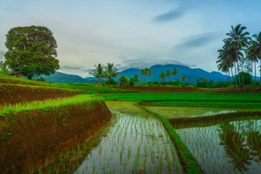 Endonezya 'da güzel bir sabah manzarası, dağ sıraları ve açık gökyüzü olan pirinç tarlalarının panoramik manzarası