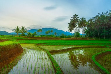 Endonezya 'da güzel bir sabah manzarası, dağ sıraları ve açık gökyüzü olan pirinç tarlalarının panoramik manzarası