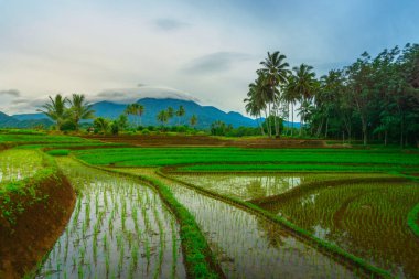Endonezya 'da güzel bir sabah manzarası, dağ sıraları ve açık gökyüzü olan pirinç tarlalarının panoramik manzarası