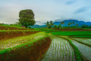 Endonezya 'da güzel bir sabah manzarası, dağ sıraları ve açık gökyüzü olan pirinç tarlalarının panoramik manzarası