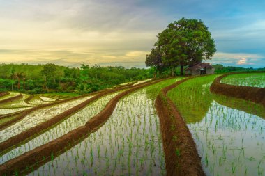 Endonezya 'da güzel bir sabah manzarası, dağ sıraları ve açık gökyüzü olan pirinç tarlalarının panoramik manzarası