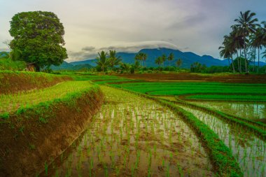 Endonezya 'da güzel bir sabah manzarası, dağ sıraları ve açık gökyüzü olan pirinç tarlalarının panoramik manzarası