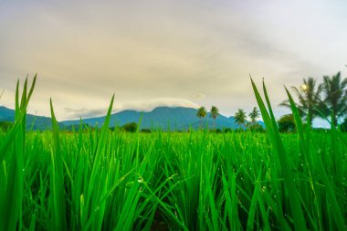 Endonezya 'da güzel bir sabah manzarası, dağ sıraları ve açık gökyüzü olan pirinç tarlalarının panoramik manzarası