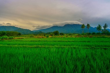 Endonezya 'da güzel bir sabah manzarası, dağ sıraları ve açık gökyüzü olan pirinç tarlalarının panoramik manzarası