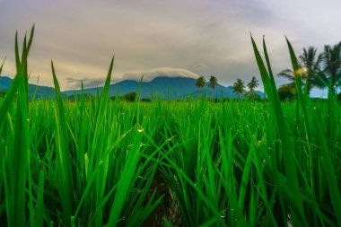 Endonezya 'da güzel bir sabah manzarası, dağ sıraları ve açık gökyüzü olan pirinç tarlalarının panoramik manzarası