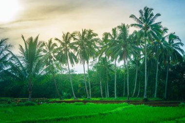 Endonezya 'da güzel bir sabah manzarası, dağ sıraları ve açık gökyüzü olan pirinç tarlalarının panoramik manzarası