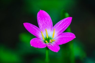 Endonezya 'da güzel bir sabah manzarası, dağ sıraları ve açık gökyüzü olan pirinç tarlalarının panoramik manzarası