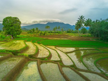 Endonezya 'da güzel bir sabah manzarası, dağ sıraları ve açık gökyüzü olan pirinç tarlalarının panoramik manzarası