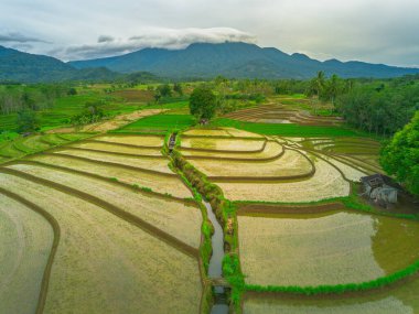 Endonezya 'da güzel bir sabah manzarası, dağ sıraları ve açık gökyüzü olan pirinç tarlalarının panoramik manzarası